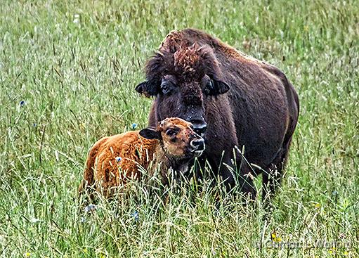 Bison Calf_DSCF05776.jpg - Photographed near Perth, Ontario, Canada.